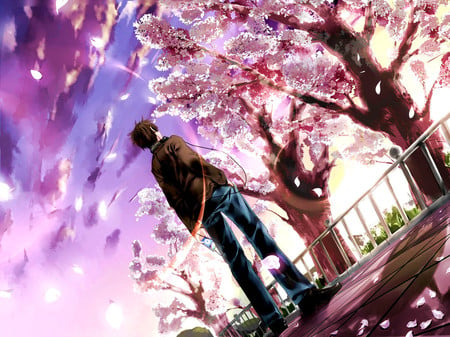 Cherry Blossoms - blossoms, anime, ipod, original, cherry, brown, cool, hair, tree, male, wind, sunset, short, cloud, keishi, sky