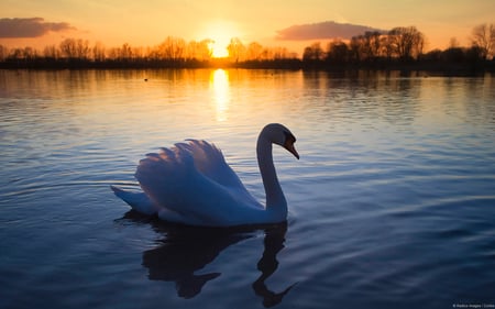 Lonely Swan - white, swan, wildlife, lake, water, sunset, elegant, bird