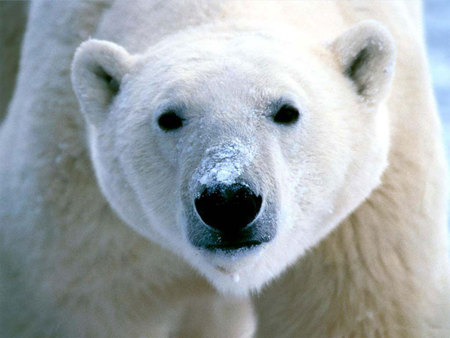 Big poloar bear - bear, arctic, polar, wildlife