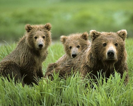 Grizly bear family - grizly, bear, cub, grass, family, wildlife