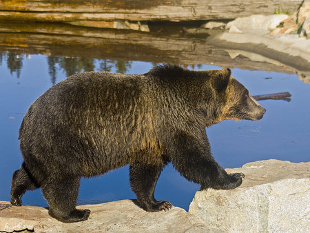 Oso pardo - wildlife, brown, bear, animal, water