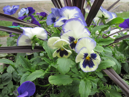 Pansy flowers in my small garden - photography, pansies, white, nature, brown, purple, green, flowers, garden