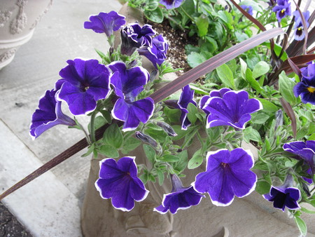 Purple Petunias in my garden