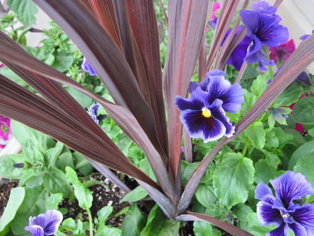 Flowers in my little garden - pot, flowers, nature, purple, garden, red, photography, brown