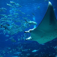 Manta Ray