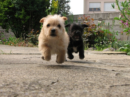 Here we come ..... - pets, animals, dogs, running, playful