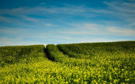 Green Field - clouds, blue, green, field, sky