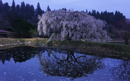 A Pond - pond, beautiful, reflection, tree, nature, purple, bench, pedals, bank