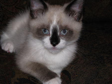 Sweet looking ;) - spoon, delicate, blue, forever, brown, eyes, sunshine, sweet, felines, grey, white, cats, animals