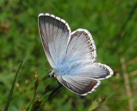 Cold feelings ... - soft, beautiful, love, forever, blue, butterflies, bugs, soul, wonderful, nature, sunshine, green