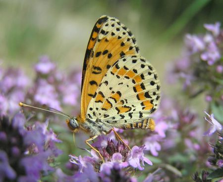 Warm feelings - yellow warm, flowers, forever, butterflies, bugs, butterfly, feeling, orange, wild, nature, soft purple, sunshine, green