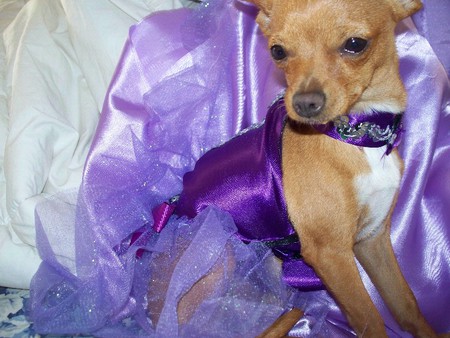 This time in purple ;) - funny, purple, animals, happy, love, amazing, forever, party time, dogs, little, sunshine