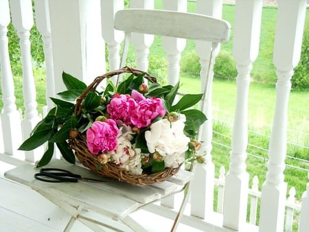 Peonies delight♥ - summer, forever, sunshine, light, pink, peonies, flowers, white, nature, green, delight