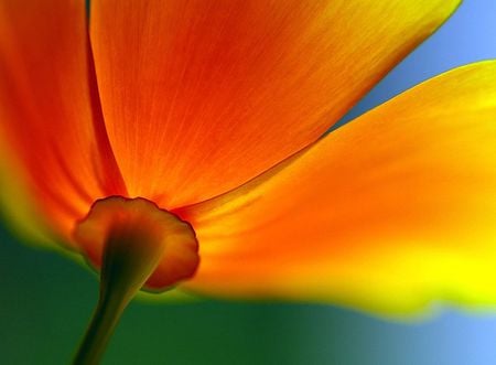 FLOWER CLOSE UP - beauty, close up, soft, blue, orange, gentle, flower