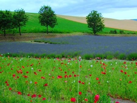 Small red and lavender - lavender, beautiful flowers, green grass, blue sky