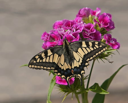 Swallowtail - sweet, butterfly, swallowtail, william