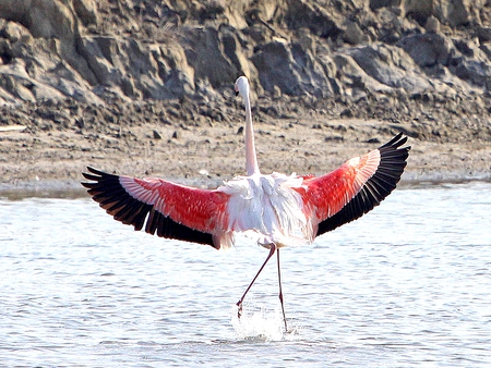 Ready to Hug Amelie - amelie, flamingo, hug, running