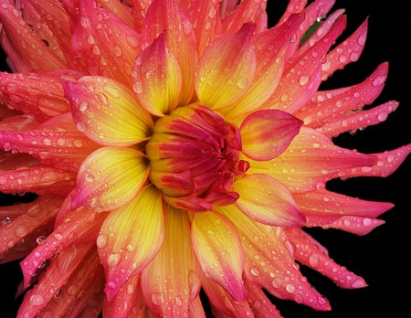 Radiance - close up, vibrant, dahlia, open, dew, gorgeous, yellow, pink, petals, beautiful, radiant, burst, dewy, flower, water droplets