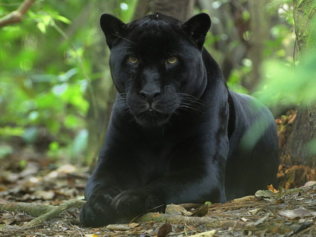 Black panther - wildlife, cat, animal, feline, panther