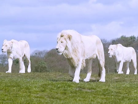 White lions - white, animal, feline, lion, grass, cat, wildlife