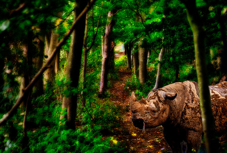 The rhino - rhino, forest, path, brown, animals, trees, other, green