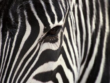 Zebra-looks-at-you - black, zebra, white, animal, look, eye, horse