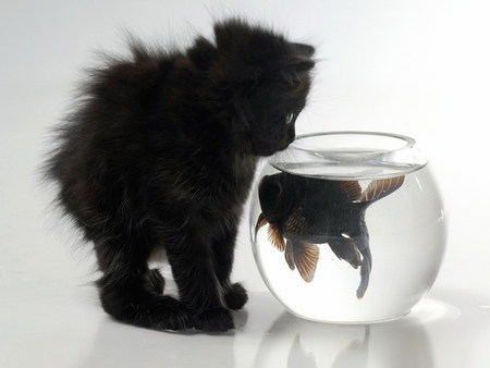 Black and black - bowl, animal, black, kitten, cat, fish, sweet, feline