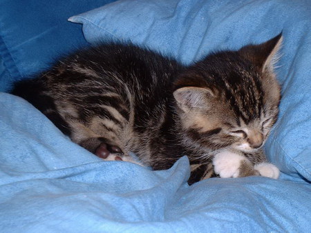 Sleeping on blue sheets - animal, kitten, cat, sweet, feline, sleep, blue, bed