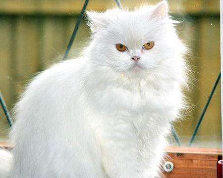 Majestic white cat - white, cat, animal, feline, sweet, kitten