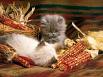 Kitten and corn