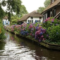 Hydrangea Waterway