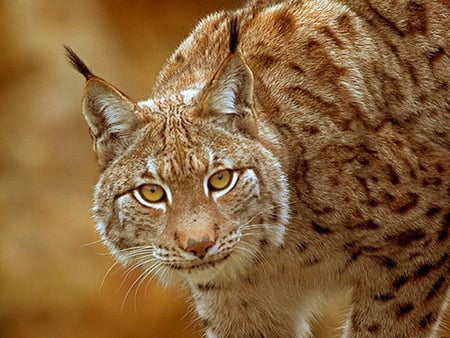 Lynx - animal, lynx, feline, cat