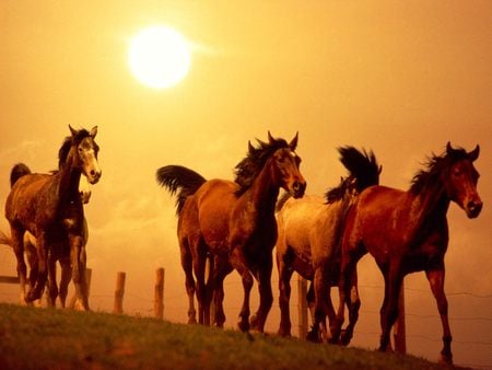 Sunset horse - animal, nature, sunset, horse