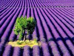 Lavender field