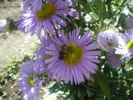 Flowers - nature, nice, animals, flowers, photo