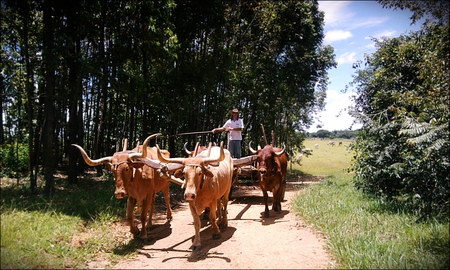 Carro de boi - oxcart, carro de boi, boi, brasil, bull, brazil, carro, ox