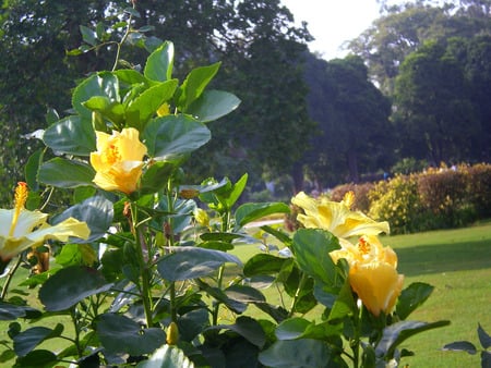 yellow flowers - nature, flowers, yellow