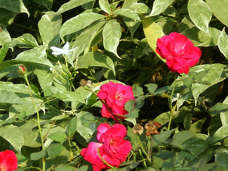 Red roses - roses, flowers, nature, red