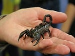 Real Scorpion