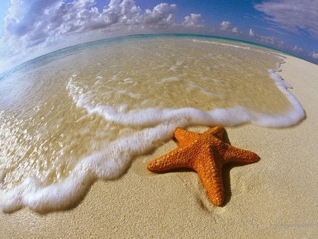 Starfish - starfish, beach, animal, fish, sand