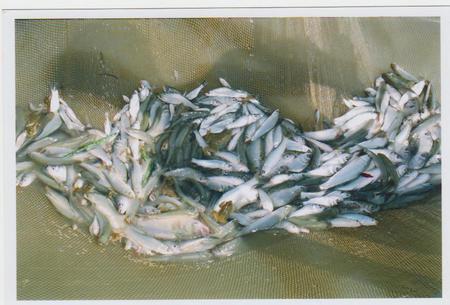 fresh water fishes - grass carp, rohu, mrigal, catla