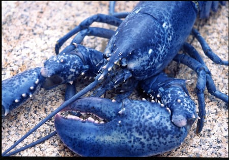 Blue Lobster - sea life, lobster, blue, animals