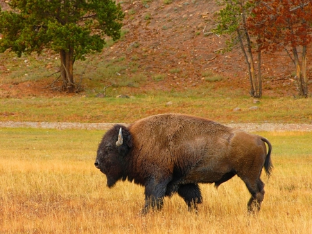 American Bison - wallpaper, buffalo, american bison, wild life