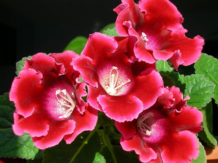 Gloxinia - nature, gloxinia, flower, red