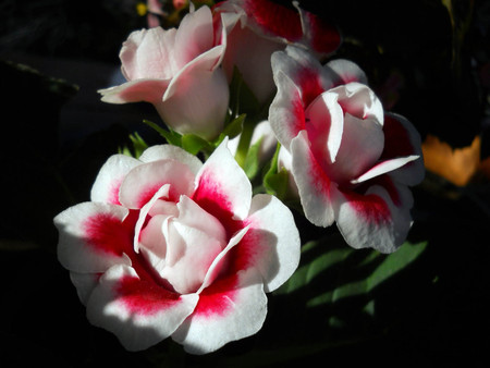 Gloxinia - flower, nature, red, gloxinia