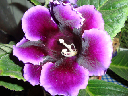 Purple gloxinia - flower, nature, purple, gloxinia