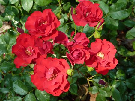 Rose Bouquet - bunch, garden, roses, red