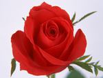 Big red  rose