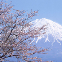 Sakura japanese cherry