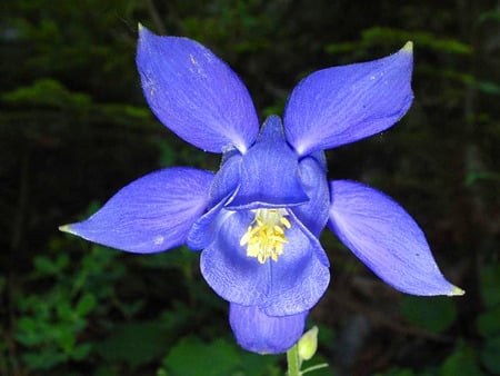 aquilegia - nature, aquilegia, blue, flower